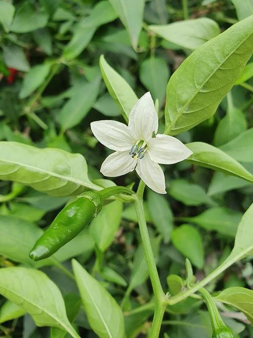 鸡泽县天气预报，鸡泽县天气预报15天查询最新-第4张图片-优品飞百科