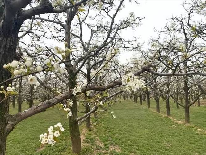 宁陵县天气预报15天，宁陵县天气预报15天准确？-第4张图片-优品飞百科