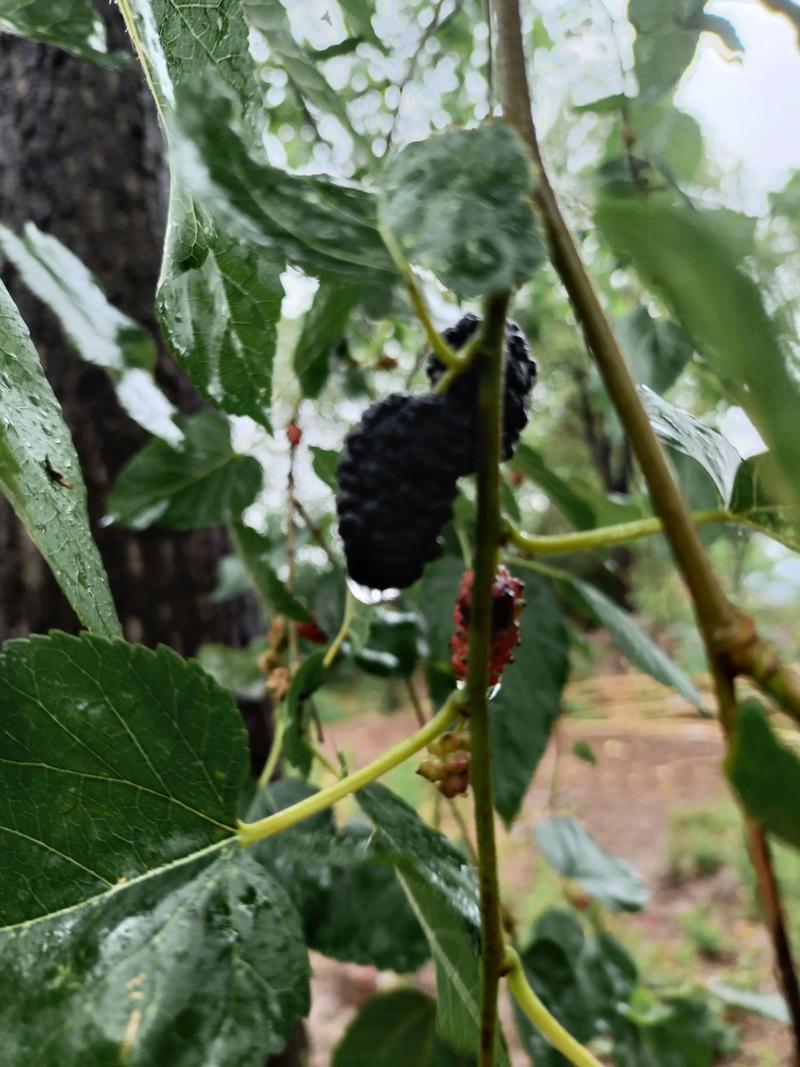 震泽天气预报，苏州震泽天气预报？