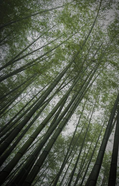 宜宾蜀南竹海天气预报？宜宾蜀南竹海天气预报一周天气？-第1张图片-优品飞百科