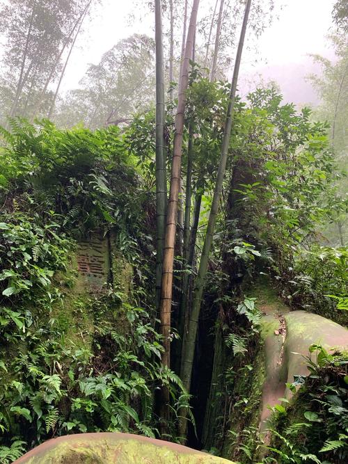 宜宾蜀南竹海天气预报？宜宾蜀南竹海天气预报一周天气？-第2张图片-优品飞百科