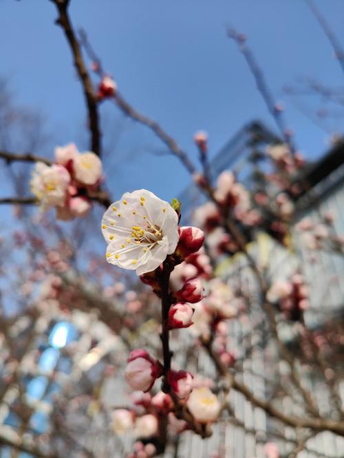 oppofindx5有哪些功能，oppofindx手机有什么不知道的功能