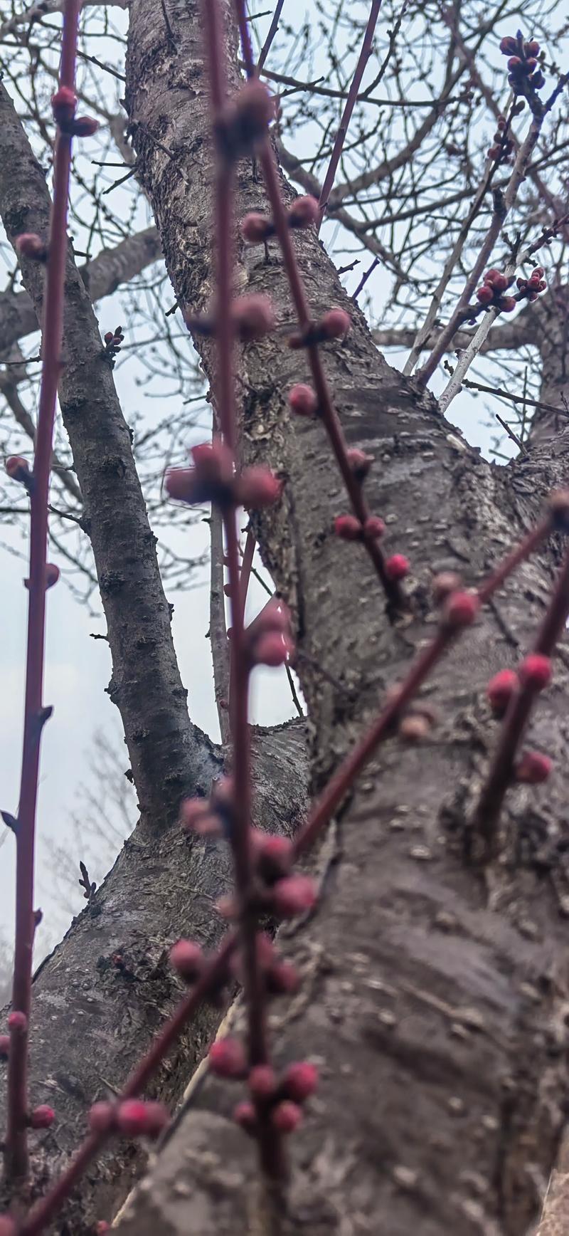 萧县30天天气预报，安徽省宿州市萧县30天天气预报-第4张图片-优品飞百科