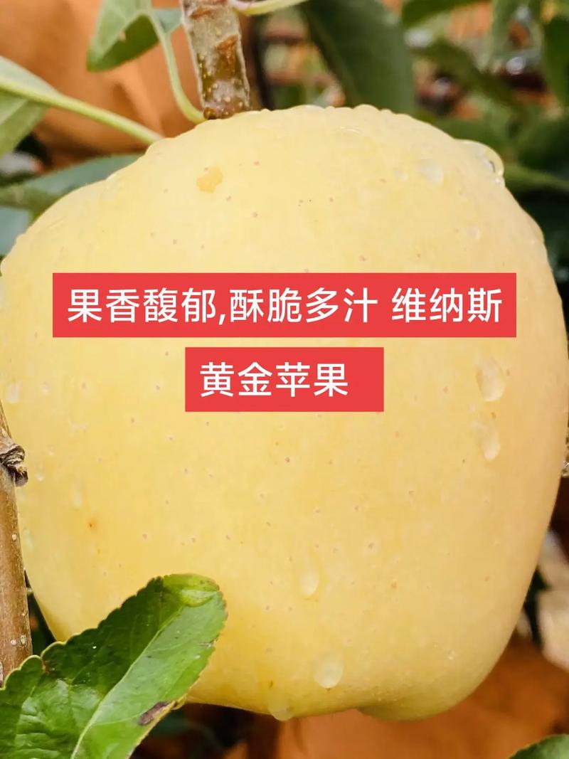 日本苹果多少钱一斤，日本进口苹果费用-第1张图片-优品飞百科