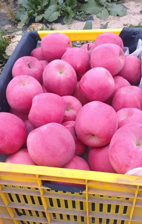 日本苹果多少钱一斤，日本进口苹果费用-第2张图片-优品飞百科