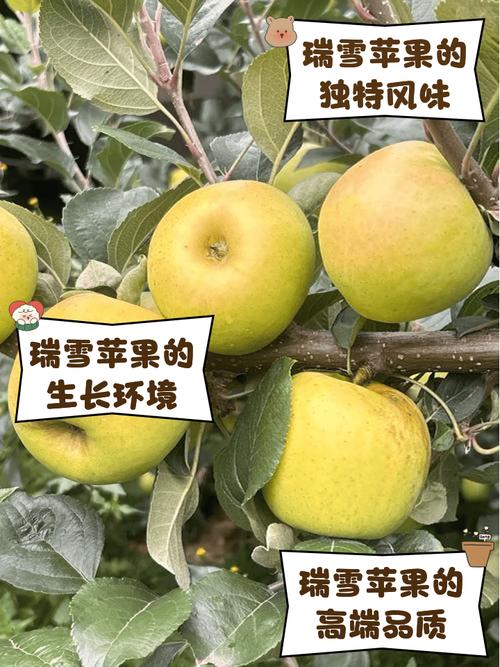 日本苹果多少钱一斤，日本进口苹果费用-第3张图片-优品飞百科