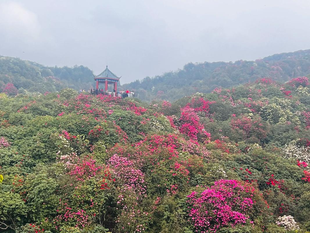 七星关天气预报？七星关天气预报15天查询最新消息？-第1张图片-优品飞百科