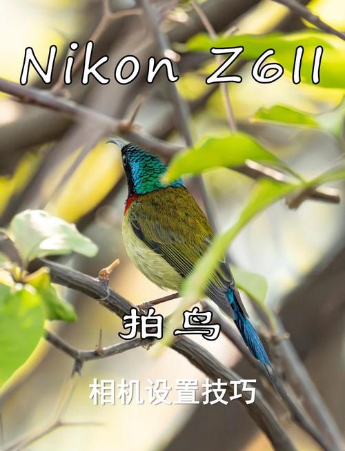 超远摄镜头大全，超远摄手机-第1张图片-优品飞百科