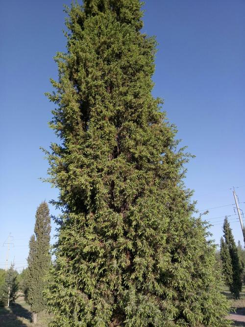 深圳光明天气预报，深圳光明区天气预报-第3张图片-优品飞百科