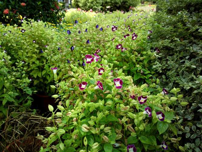 诺基亚808怎么当摄像头，诺基亚 摄像头-第4张图片-优品飞百科