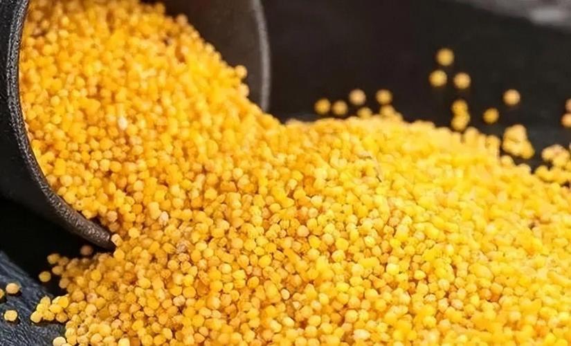 金乡小米费用多少一斤，金乡小米费用多少一斤啊-第3张图片-优品飞百科