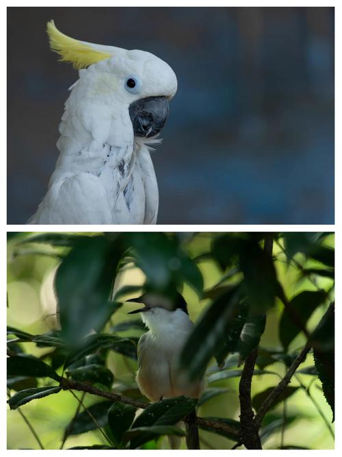 卡片机长焦相机哪款好，长焦卡片机是什么意思？-第1张图片-优品飞百科