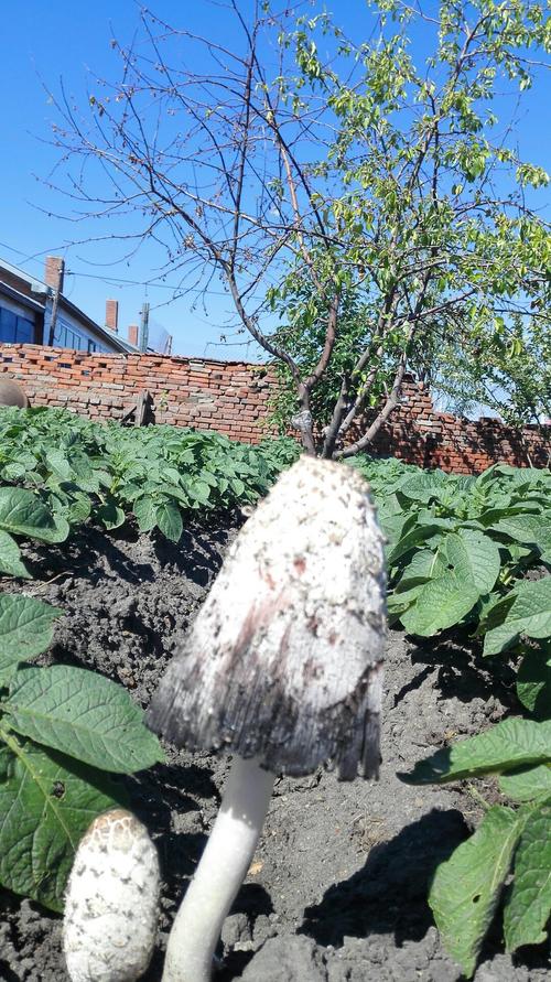 海伦15天天气预报，海伦天气查询？-第1张图片-优品飞百科