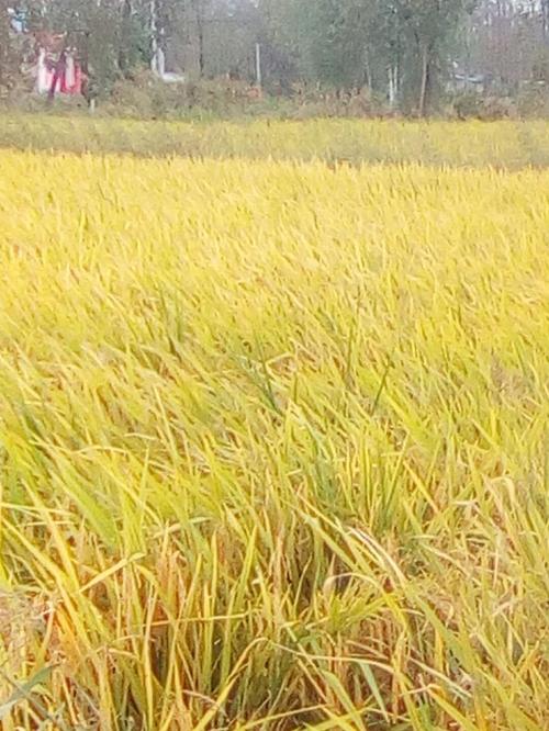 铜山区大许镇天气预报？徐州铜山区大许镇规划？-第1张图片-优品飞百科