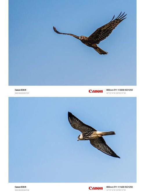 佳能最新款全画幅相机，佳能最新的全画幅？