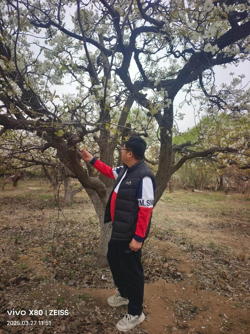 梨树15天天气预报，梨树天气预报60天-第3张图片-优品飞百科