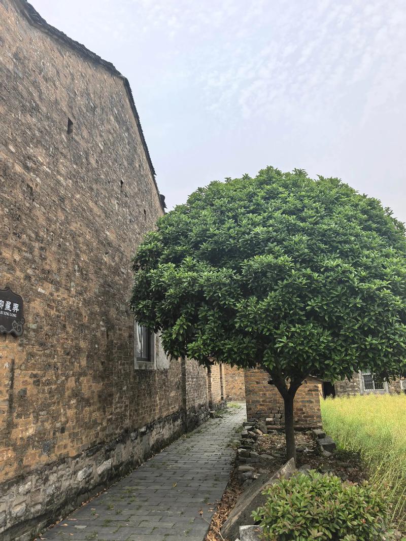 东至县天气预报15天？东至县天气一周天气预报？-第1张图片-优品飞百科