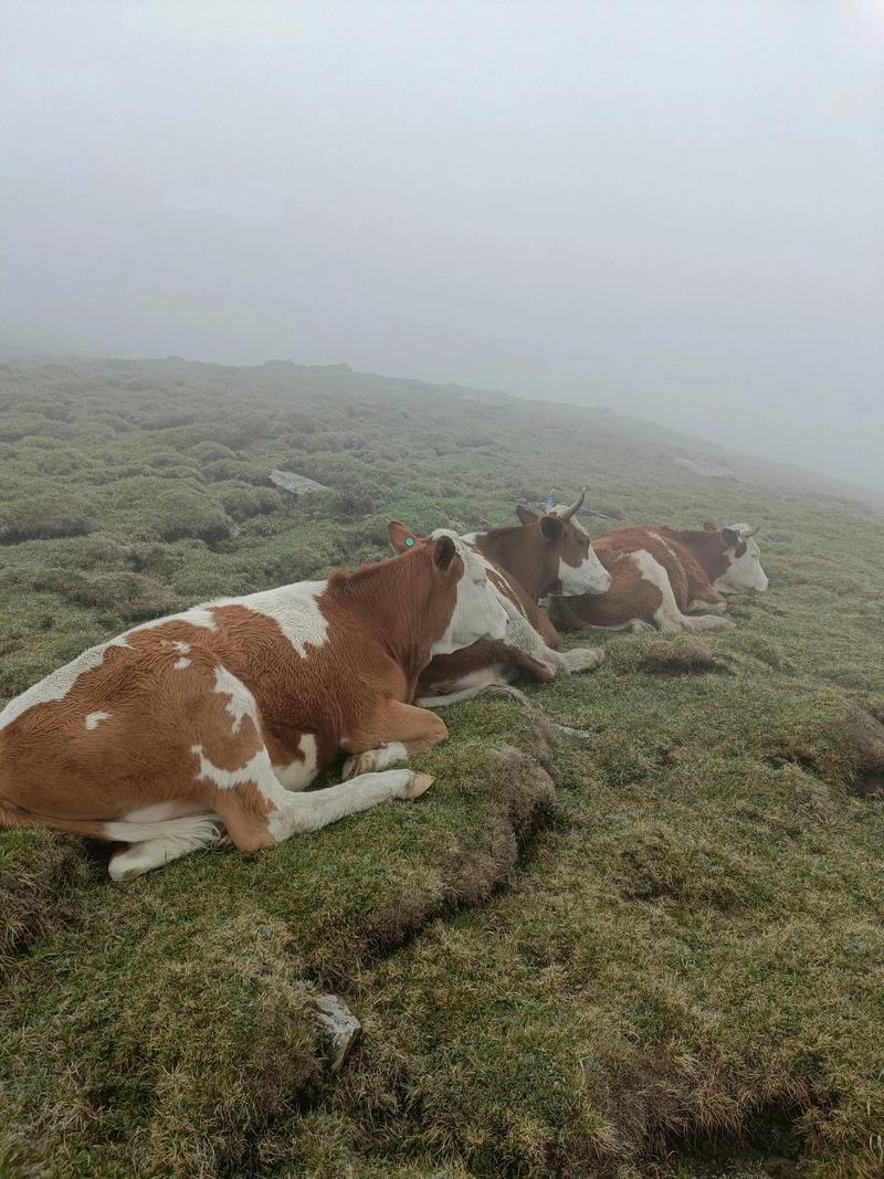 定襄天气预报，定襄天气预报最新-第2张图片-优品飞百科