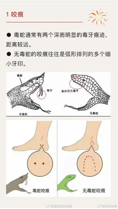 蝰蛇和雷蛇有什么区别，雷蛇好还是蝰蛇好？-第3张图片-优品飞百科