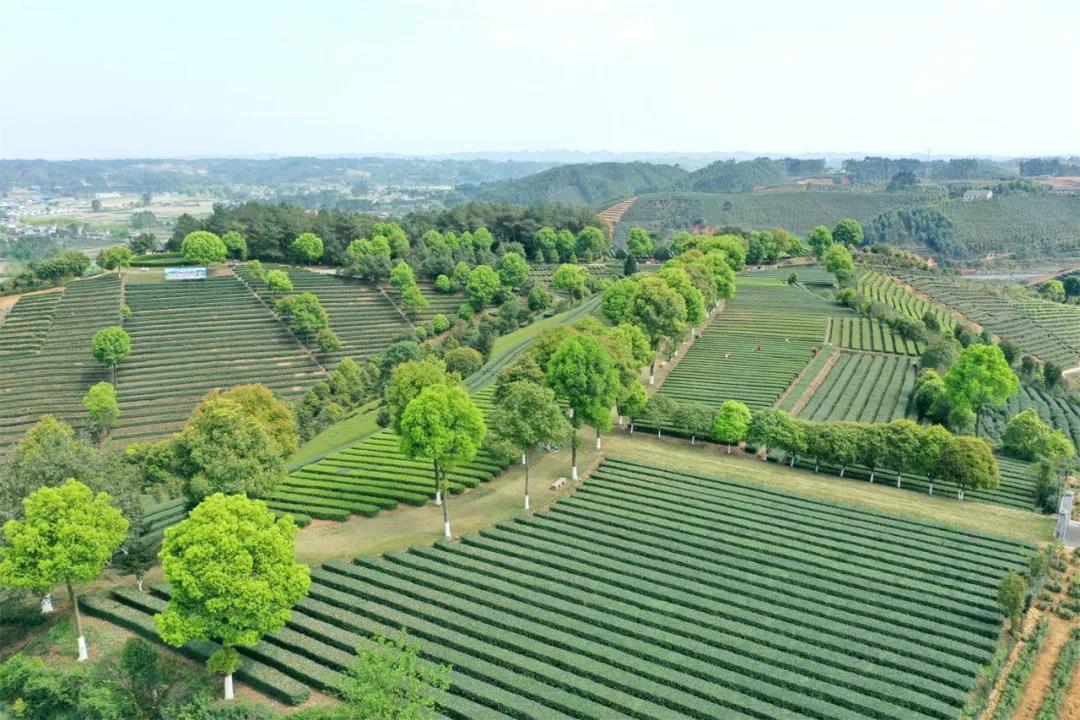 夹江县天气预报？四川省乐山市夹江县天气预报？-第2张图片-优品飞百科