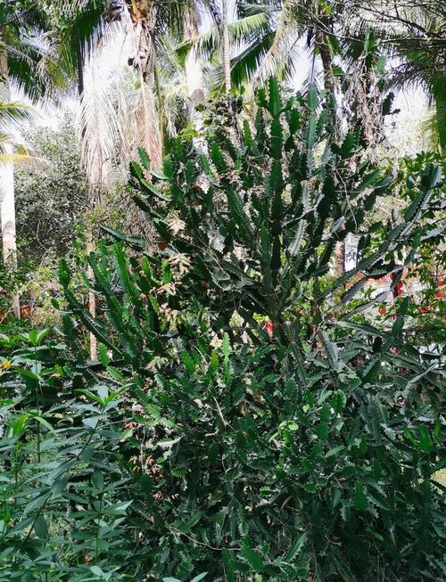 海南万宁天气预报？海南万宁天气预报15天？-第3张图片-优品飞百科