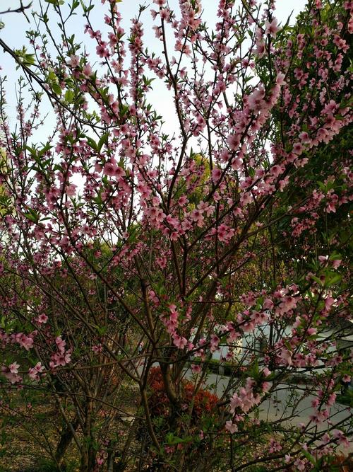 嘉定天气预报15天，嘉定天气预报15天早知道？-第1张图片-优品飞百科