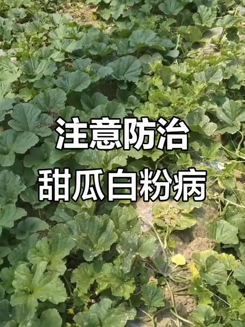 西安阎良天气预报，陕西西安的天气预报15天查询结果-第5张图片-优品飞百科