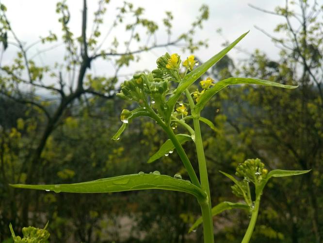 五通桥区天气预报的简单介绍-第3张图片-优品飞百科