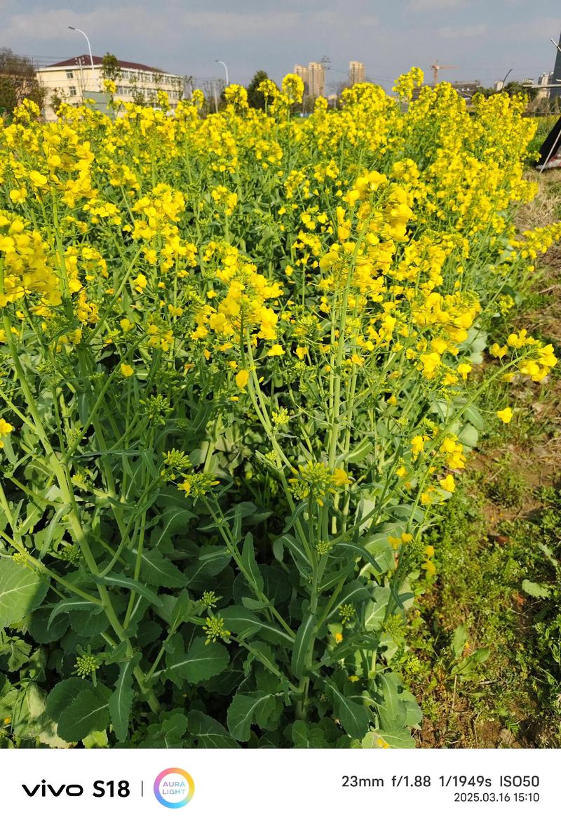 廊坊广阳天气预报，廊坊广阳天气预报详情？