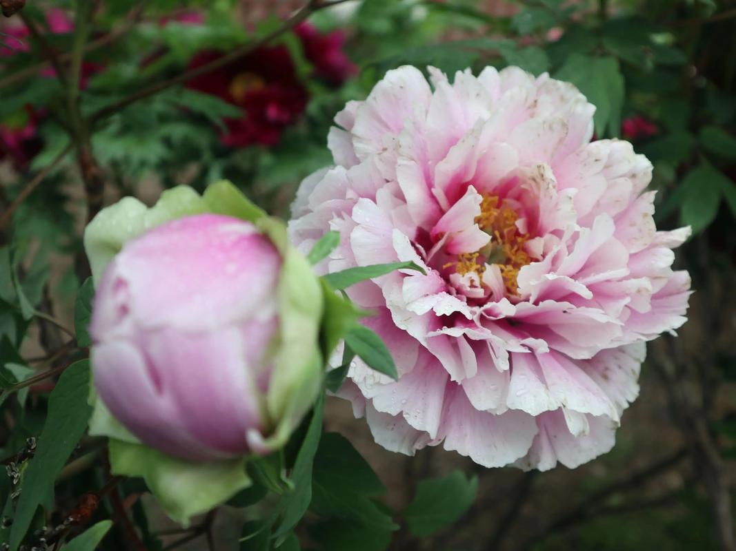 仁和天气预报？西充仁和天气预报？-第3张图片-优品飞百科