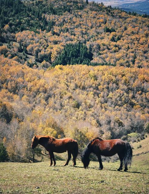张家口天气预报一周，天气预报张家口天气-第1张图片-优品飞百科