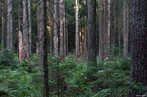 林东天气预报，林东天气预报七天天气预报？-第2张图片-优品飞百科