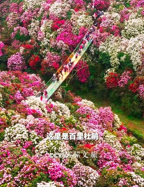 毕节黔西县天气预报？毕节市黔西市天气？-第3张图片-优品飞百科