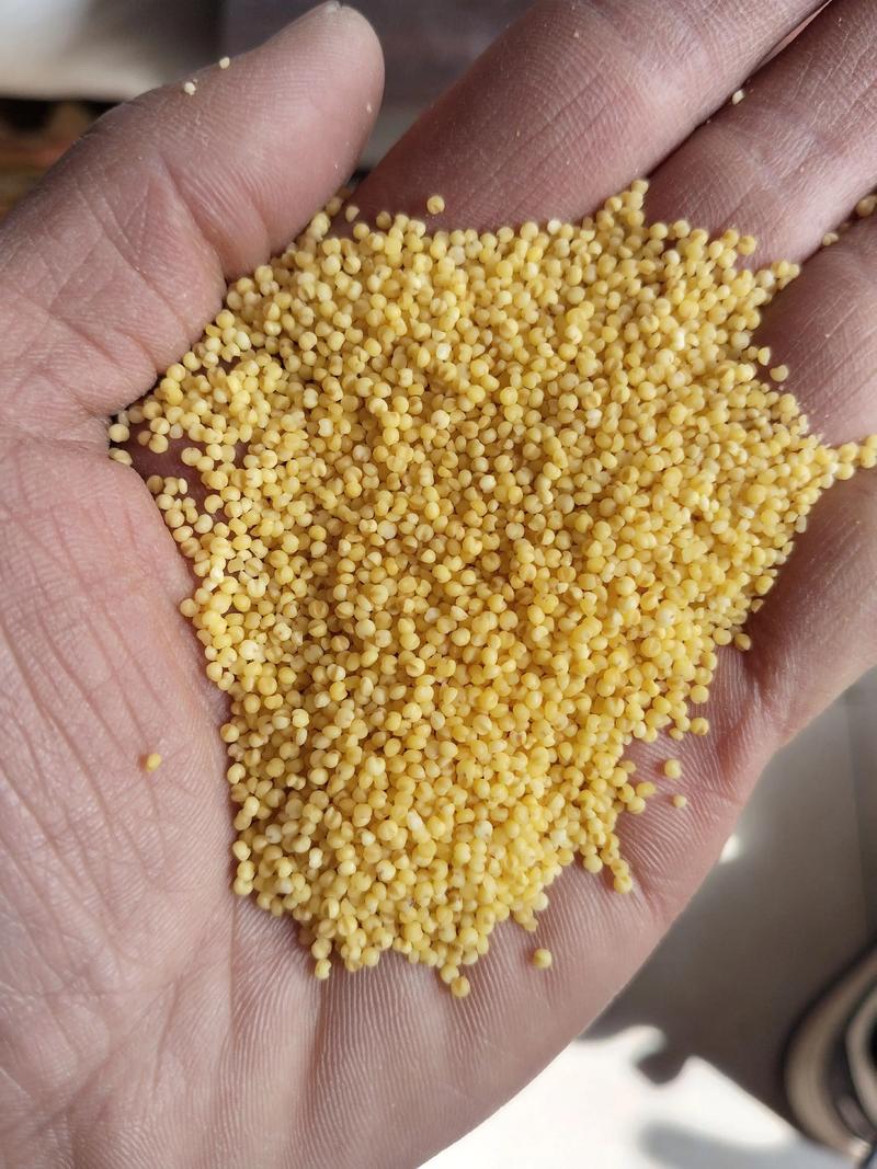 谷子和小米的区别？谷子和小米是一个东西吗？