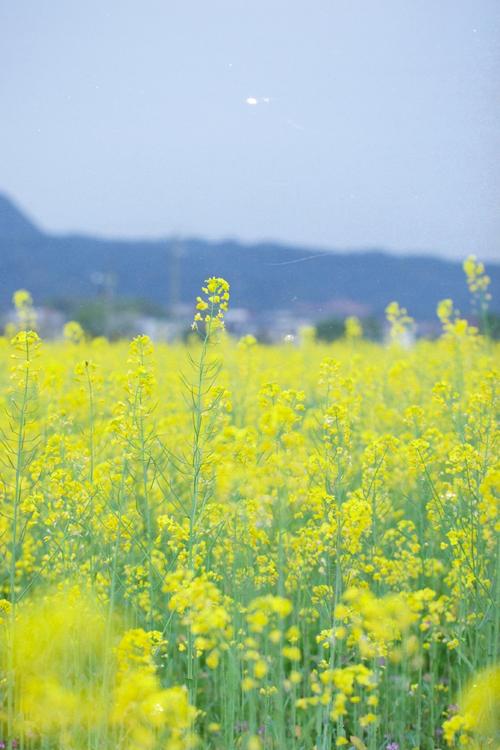浮梁县天气预报，浮梁县天气预报15天查询-第1张图片-优品飞百科