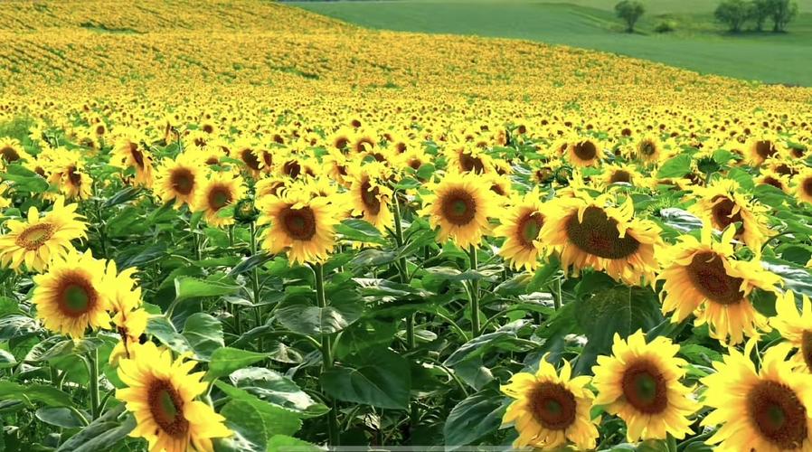 鄂尔多斯市天气预报？鄂尔多斯市天气预报准格尔旗天气情况？-第4张图片-优品飞百科