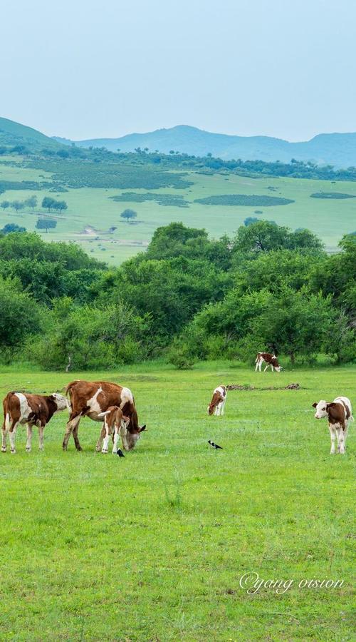 乌兰浩特市天气预报15天查询？乌兰浩特市天气预报15天查询百度百科？-第1张图片-优品飞百科