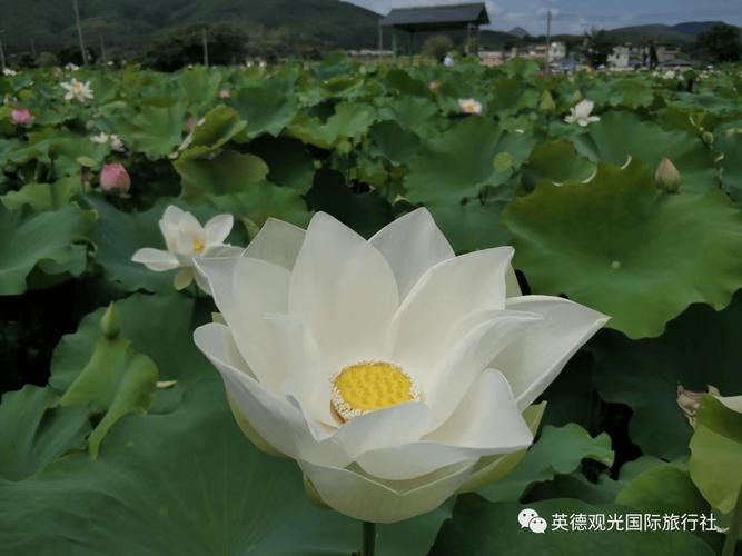 红河河口天气预报，云南河口天气预报15天查询30天气-第2张图片-优品飞百科