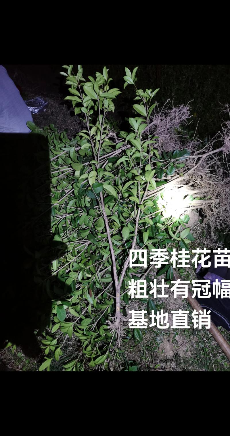 吉水天气预报15天？江西吉水天气预报15天？-第2张图片-优品飞百科