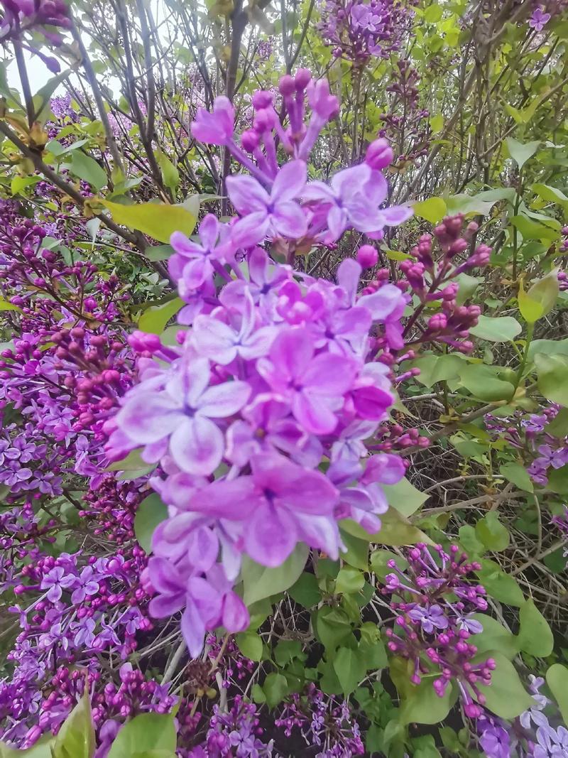 哈尔滨松北区天气预报，哈尔滨松北区天气预报一周7天？-第3张图片-优品飞百科