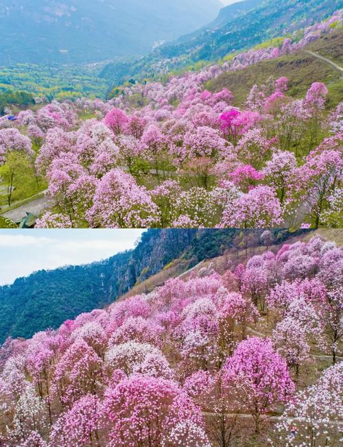 花溪天气预报，明天花溪天气预报-第1张图片-优品飞百科