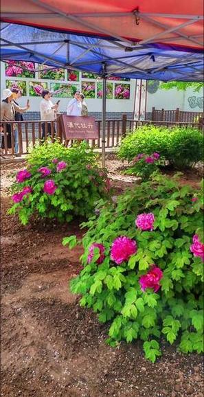 天气预报柏乡？天气预报柏乡30天查询？-第3张图片-优品飞百科