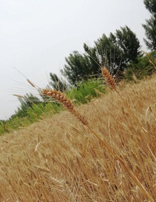 华为9i怎么样？华为9i费用128g？-第6张图片-优品飞百科