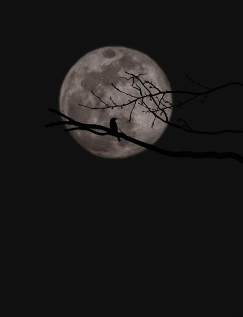 小米相机拍月亮专业模式怎么调，小米拍月亮专业模式怎么设置-第3张图片-优品飞百科