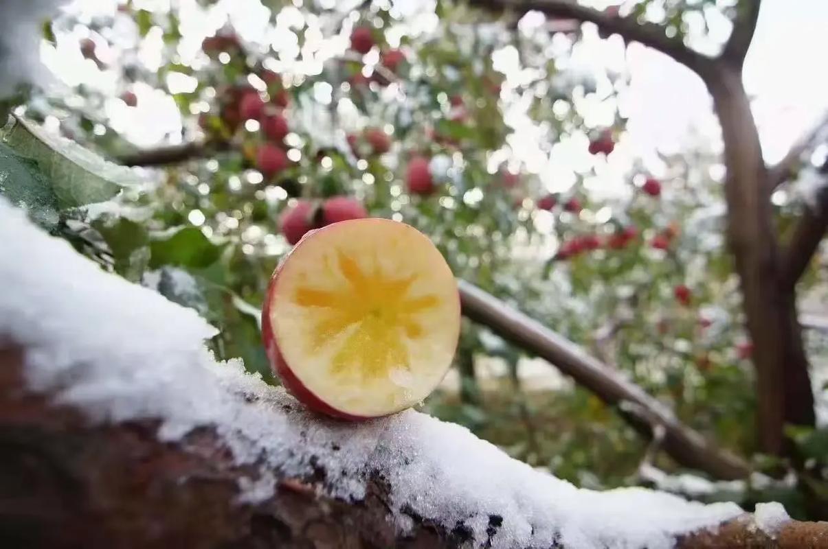 苹果批发市场多少钱一斤，苹果批发多少钱一个-第2张图片-优品飞百科