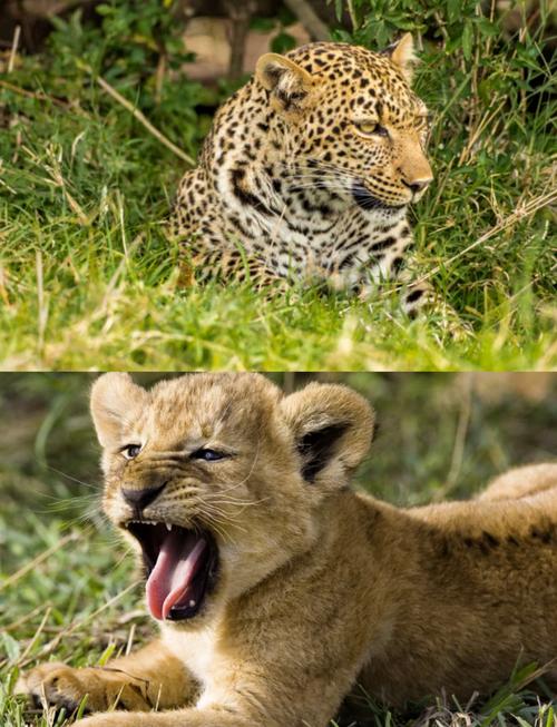 非洲乍得今日天气,非洲今天温度是多少?-第1张图片-优品飞百科 非洲乍得今日天气,非洲今天温度是多少?-第1张图片-优品飞百科