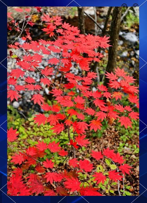 今日天气本溪群聊？本溪天气预警？