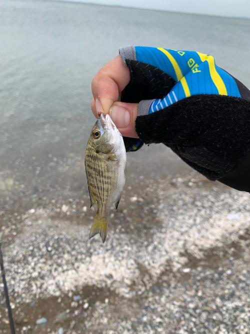 今日盖州下雪天气，今日盖州下雪天气情况-第3张图片-优品飞百科