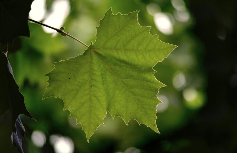 宾得停产了吗，宾得还有新机吗