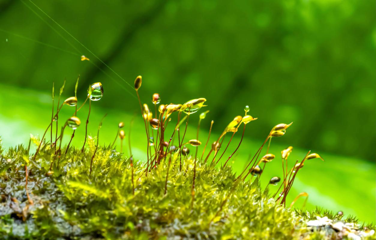 富士gf镜头评测排名榜，富士gf镜头路线图2020